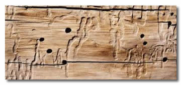 Tratamiento madera