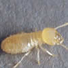 Termita 