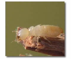 Tratamiento madera
